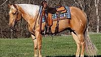 Golden Beginner Safe, Reiner Palomino Quarter Horse Gelding
