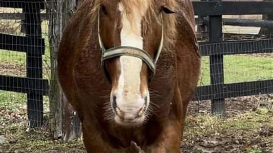 Chestnut Belgian Stallion