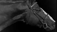 Brown Hanoverian Stallion