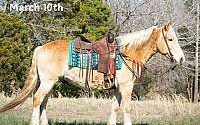 Family Safe, Ranch/Trail Horse Deluxe Sorrel Quarter Horse Gelding Quarter for Louisville, KY