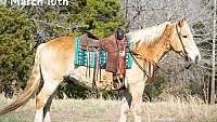 Family Safe, Ranch/Trail Horse Deluxe Sorrel Quarter Horse Gelding