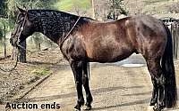 Big/Stout, Ranch/Trail Horse Black Quarter Horse Gelding Quarter for Louisville, KY
