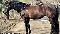 Big/Stout, Ranch/Trail Horse Black Quarter Horse Gelding