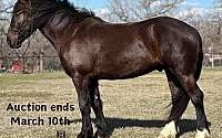 Short, Stout, Jumps/Ranch Black Quarter Horse Gelding Quarter for Louisville, KY