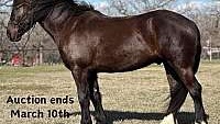 Short, Stout, Jumps/Ranch Black Quarter Horse Gelding