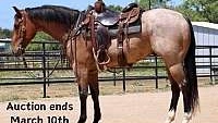 Ranch/Trail Horse Bay Roan Quarter Horse Gelding