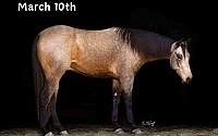 Amazing Ranch/Trail Horse, Family Safe Buckskin Quarter Horse Gelding Quarter for Louisville, KY