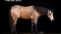 Amazing Ranch/Trail Horse, Family Safe Buckskin Quarter Horse Gelding