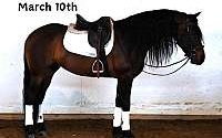 Amazing Must See Horse, Tricks Bay Friesian Gelding Friesians for Louisville, KY