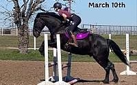 Big/Stout, Ranch/Trails/Jumps Black Quarter Horse Gelding Quarter for Louisville, KY