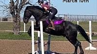 Big/Stout, Ranch/Trails/Jumps Black Quarter Horse Gelding