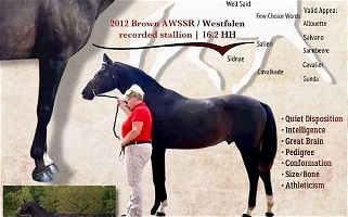 Brown Hanoverian Stallion Horse Hanoverian for Beckley, WV