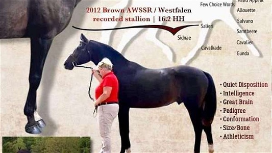 Brown Hanoverian Stallion Horse