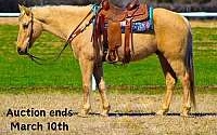 Golden Family Safe, Ranch/Trail Horse Deluxe Palomino Quarter Horse Gelding Quarter for Louisville, KY