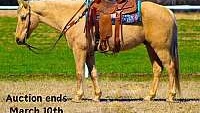 Golden Family Safe, Ranch/Trail Horse Deluxe Palomino Quarter Horse Gelding