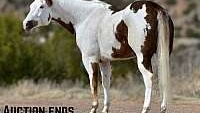 Amazing, 16h, Ranch/Trail Horse Chestnut Quarter Horse Gelding
