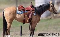 High Brow Bred, Ranch, Rope Buckskin Quarter Horse Mare Quarter for Louisville, KY