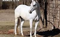 Western Pleasure, Trail Horse Deluxe Grey Quarter Horse Gelding Quarter for Louisville, KY