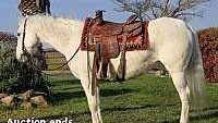 Ranch/Trail Horse Grey Quarter Horse Gelding