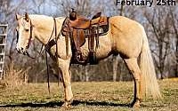 Ranch/Trail Horse, Ropes Palomino Quarter Horse Gelding Quarter for Louisville, KY