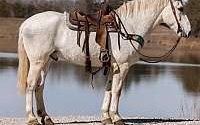 Excellent Trail Horse, Jumps Grey Warmblood Gelding Swedish Warmblood for Louisville, KY