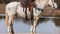 Excellent Trail Horse, Jumps Grey Warmblood Gelding