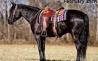 Trail/Ranch, Family Safe 1 in a Million Black Quarter Horse Gelding Quarter for Louisville, KY