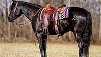 Trail/Ranch, Family Safe 1 in a Million Black Quarter Horse Gelding