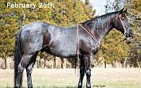 Dreamhorse, Ranch, Trails, Ropes Blue Roan Quarter Horse Gelding Quarter for Louisville, KY