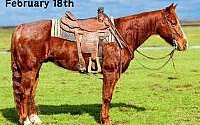 Ranch, Trails, Ropes, Barrels, Poles Chestnut Quarter Horse Gelding Quarter for Louisville, KY