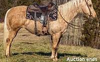 Ranch-Trail Horse Deluxe Palomino Quarter Horse Mare Quarter for Louisville, KY