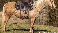 Ranch-Trail Horse Deluxe Palomino Quarter Horse Mare