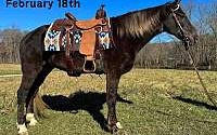 Super Smooth Gaited, Family Safe Chocolate Rocky Mountain Gelding Rocky Mountain  for Louisville, KY