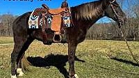 Super Smooth Gaited, Family Safe Chocolate Rocky Mountain Gelding