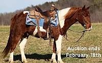 Family Safe, 14.1h, Gentle, Ranch Chestnut Quarter Horse Gelding Quarter for Louisville, KY