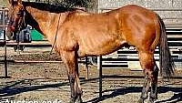 Gentle, Stout Built, Ranch Buckskin Quarter Horse Gelding