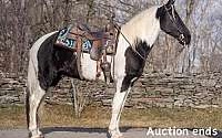 100% Beginner Safe, Super Smooth Gaited Tobiano Spotted Saddle Gelding Saddlebred for Louisville, KY