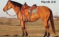 Buckskin Ranch/Trail Horse Deluxe Quarter Horse Mare Quarter for Louisville, KY