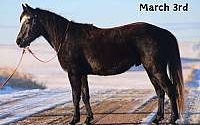 Family Safe , Ranch/Trail Grey Arabian Gelding Arabian for Louisville, KY