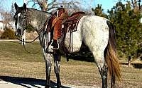 Online Auction, Fancy Draftcross Ranch Grey Quarter Horse Mare Quarter for Louisville, KY