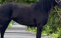 Big Flashy Black Friesian Mare Sport Horse Friesians for New Salisbury, IN