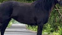 Big Flashy Black Friesian Mare Sport Horse