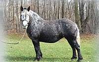 Grey Draft Mare for Sale Draft for New Paris, IN
