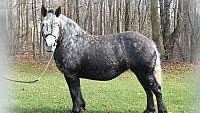Grey Draft Mare for Sale