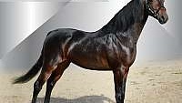 Brown Saddlebred Stallion