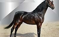 Brown Saddlebred Stallion Saddlebred for New Paris, IN