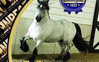 Blue Roan Gypsy Vanner Stallion Gypsy Vanner for New Paris, IN