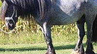 Blue Roan Gypsy Vanner Stallion