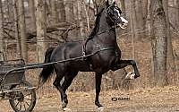 Black Morgan Stallion Morgan for New Paris, IN