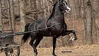 Black Morgan Stallion